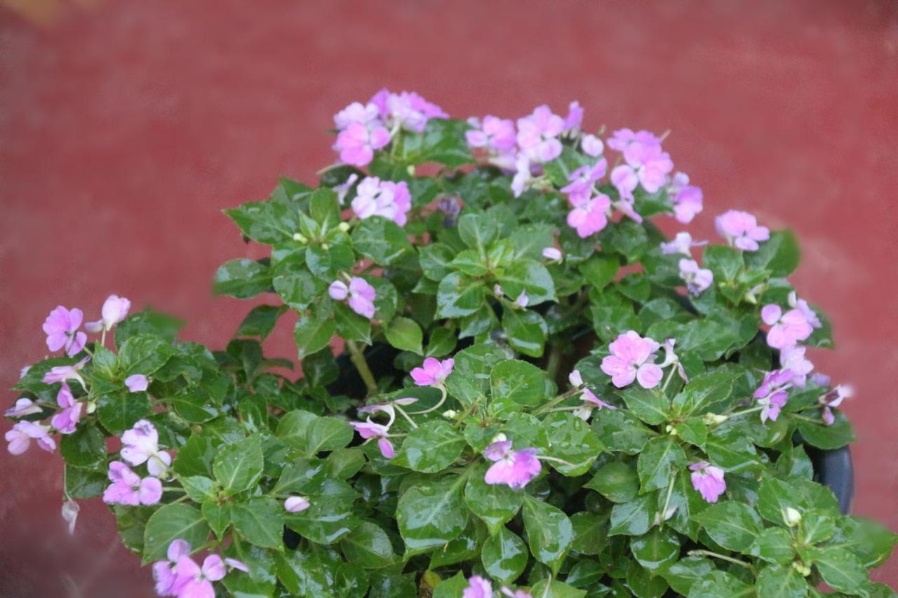 Apple Sara Home Stay Kandy Luaran gambar