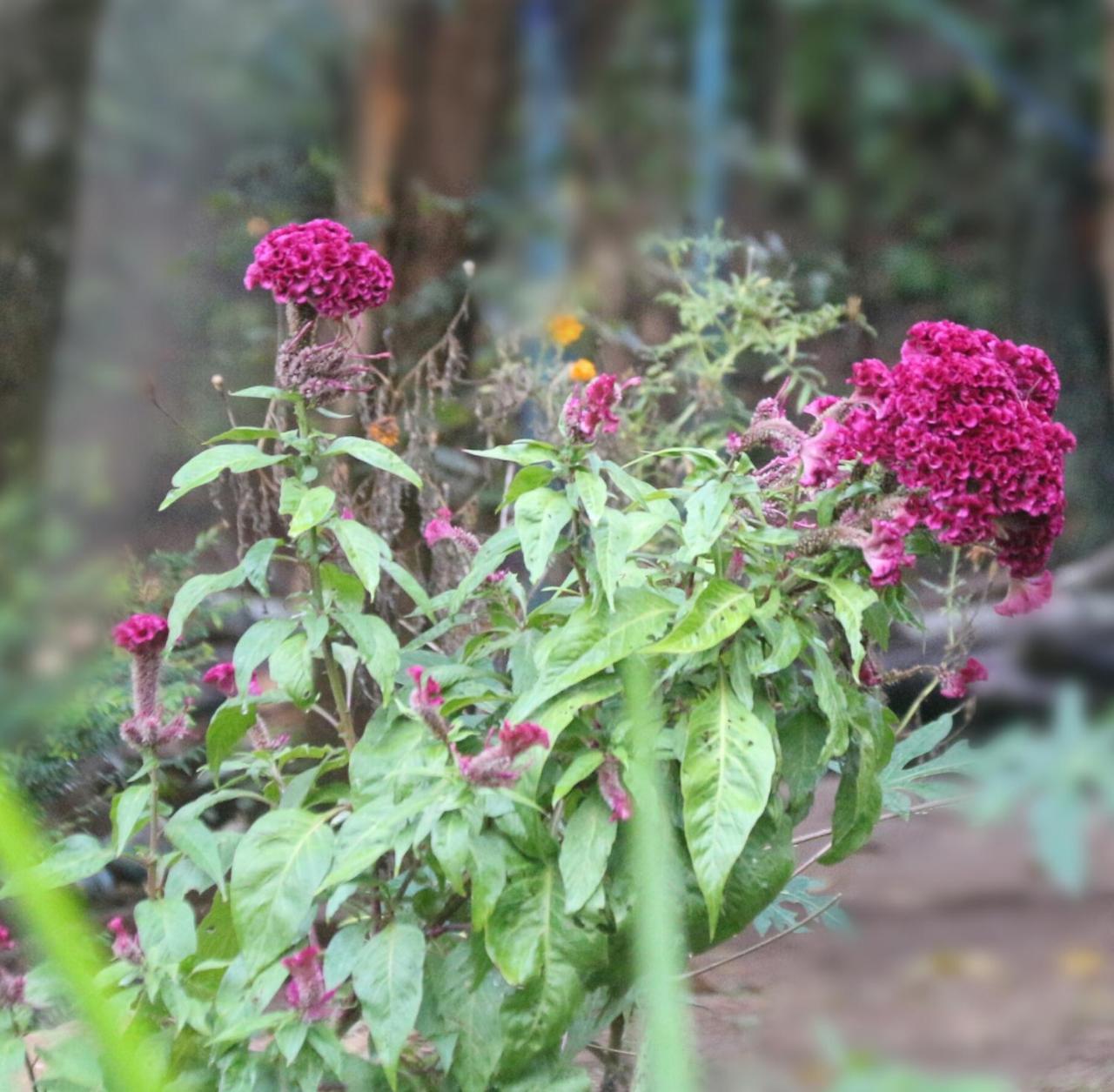 Apple Sara Home Stay Kandy Luaran gambar